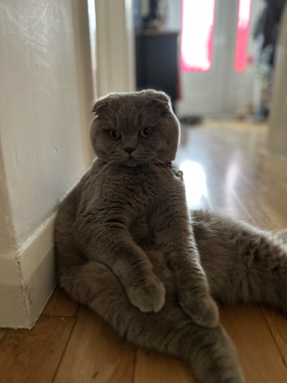 “Sheepish Bobby” – Scottish Fold Cat Residing in London, England