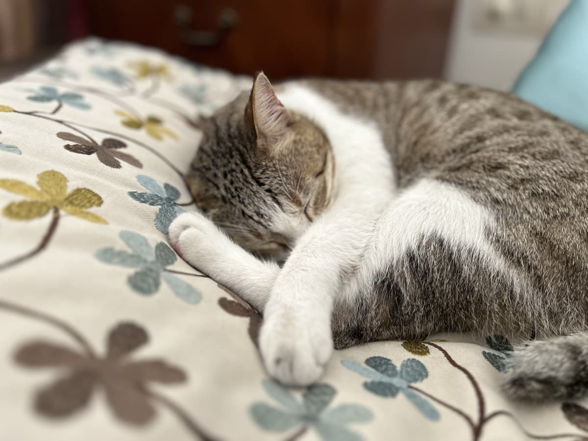 “Sleepy Moshe” – Rescue Cat Residing in New Delhi, India