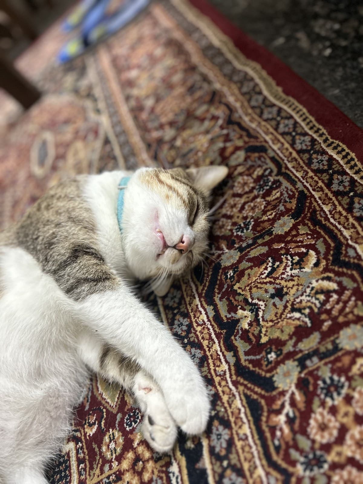 “Sleepy Moshe 2” – Rescue Cat Residing in New Delhi, India