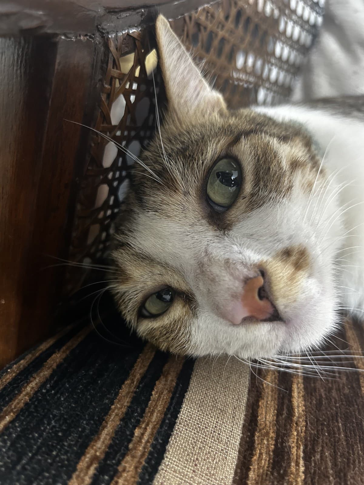 “Mischievous Moshe” – Rescue Cat Residing in New Delhi, India