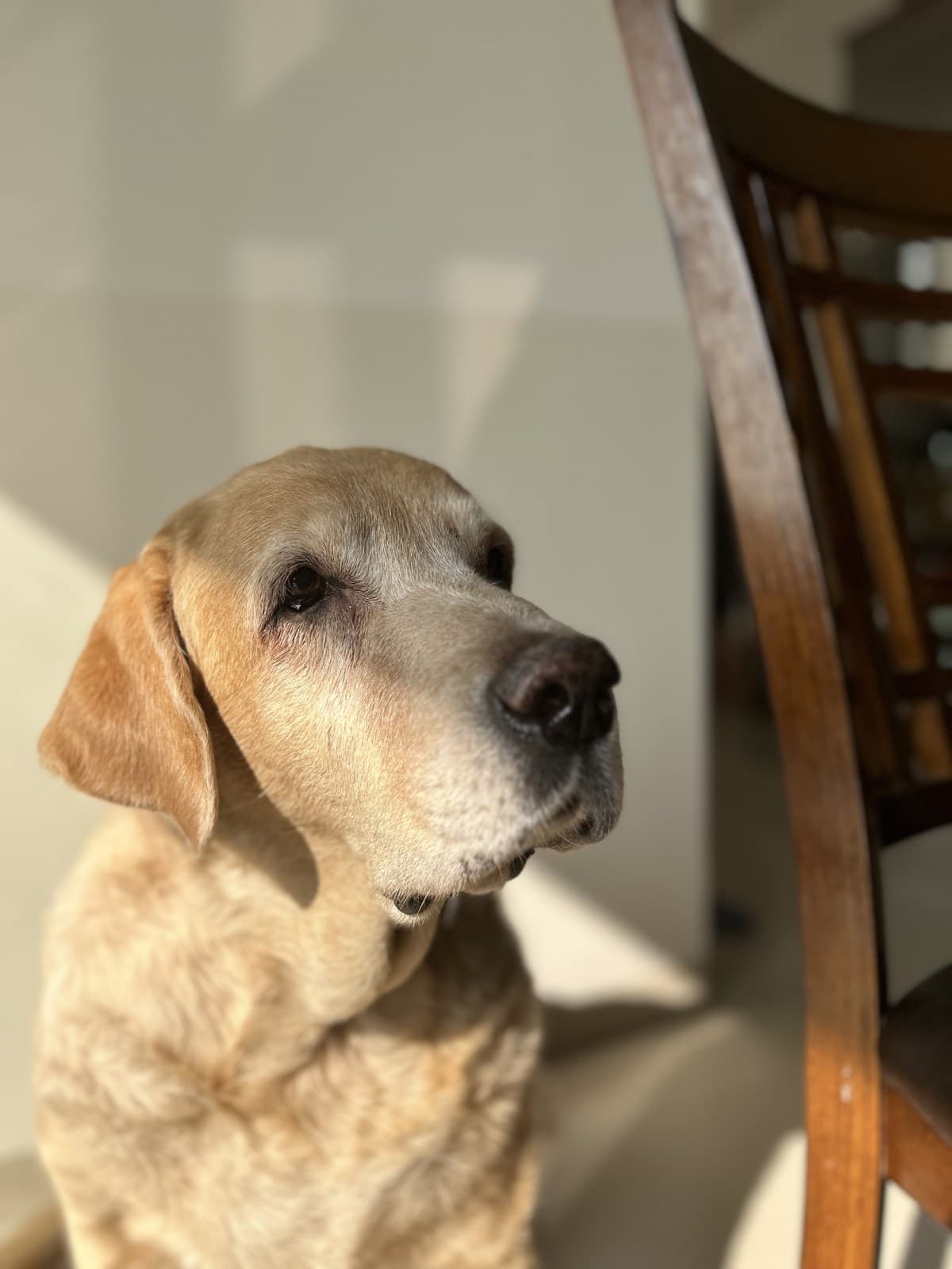 “Hungry George” – Labrador Retriever Residing in New Delhi, India