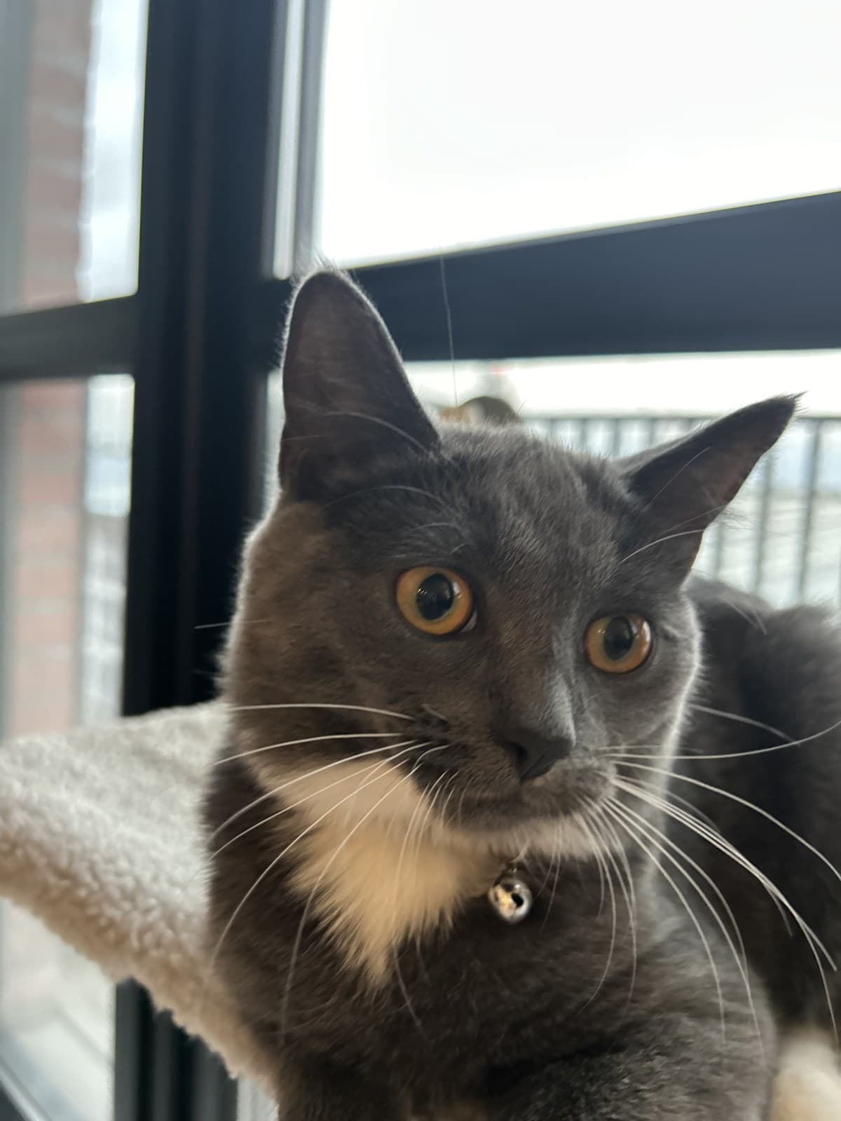 “Gato” – Scottish Fold Residing in London, England, United Kingdom