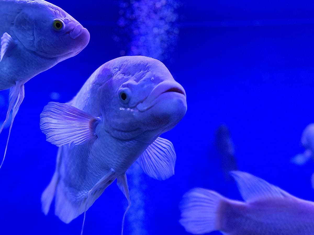 “Strange Blue Fish(es)” – Fish Residing in Goa, India