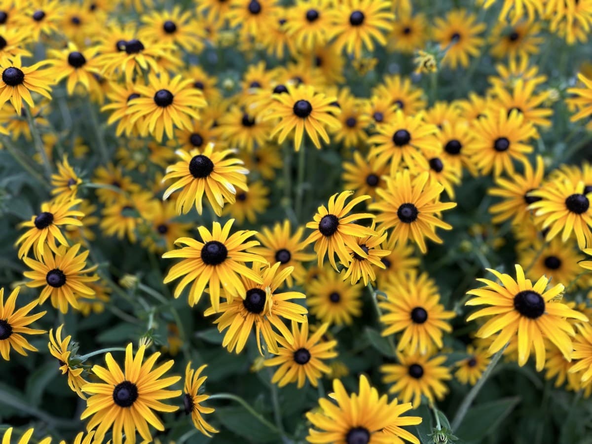 Arlington, Virginia, United States